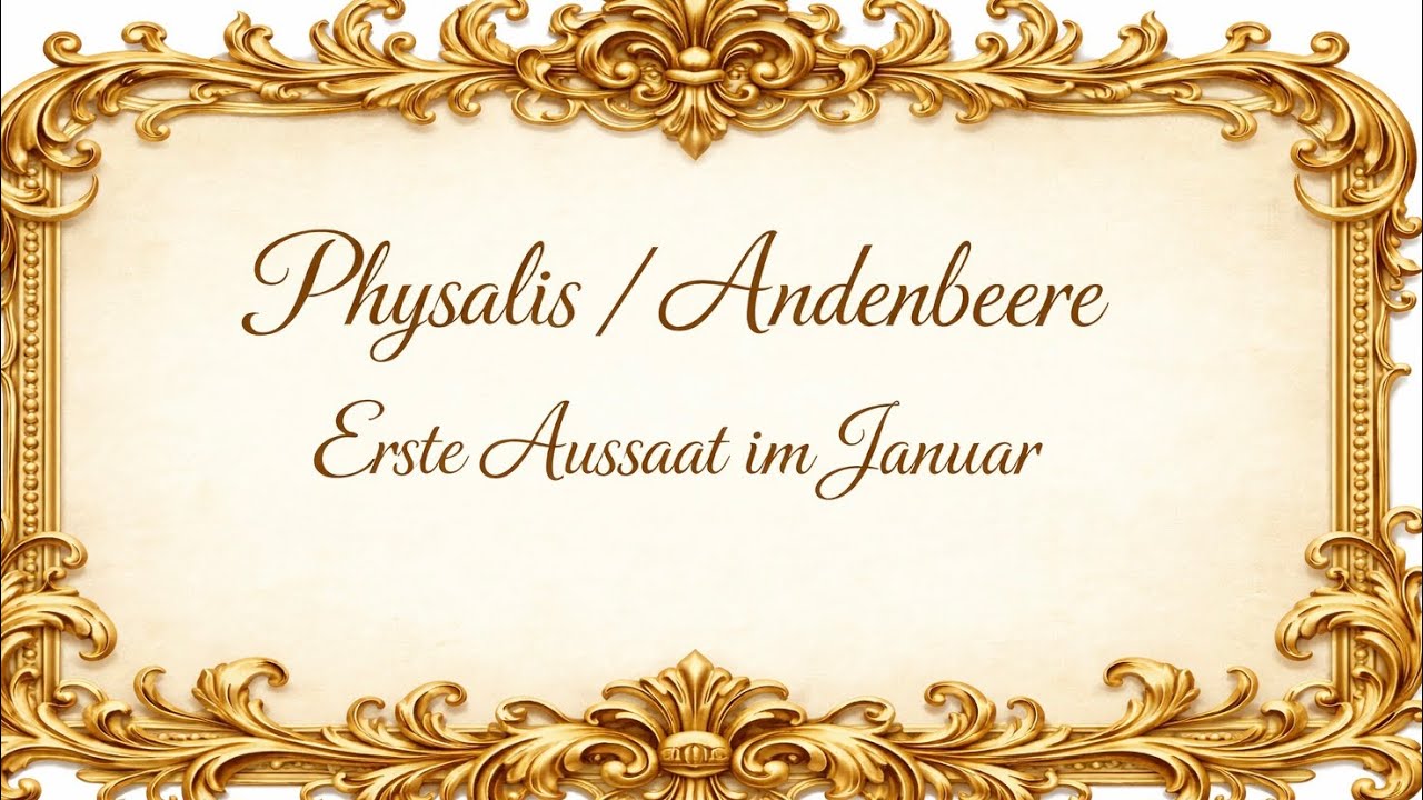 Physalis/Andenbeere im Januar aussäen