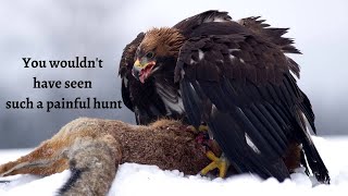 Eagle attacks | Golden Eagle vs Wolf - Who Will Come Out on Top?