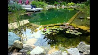 Natural Swimming Pools created by John http://www.johnspoolsandponds.com Natural Swimming Pools - No Chlorine These images show Natural Swimming Pools created
