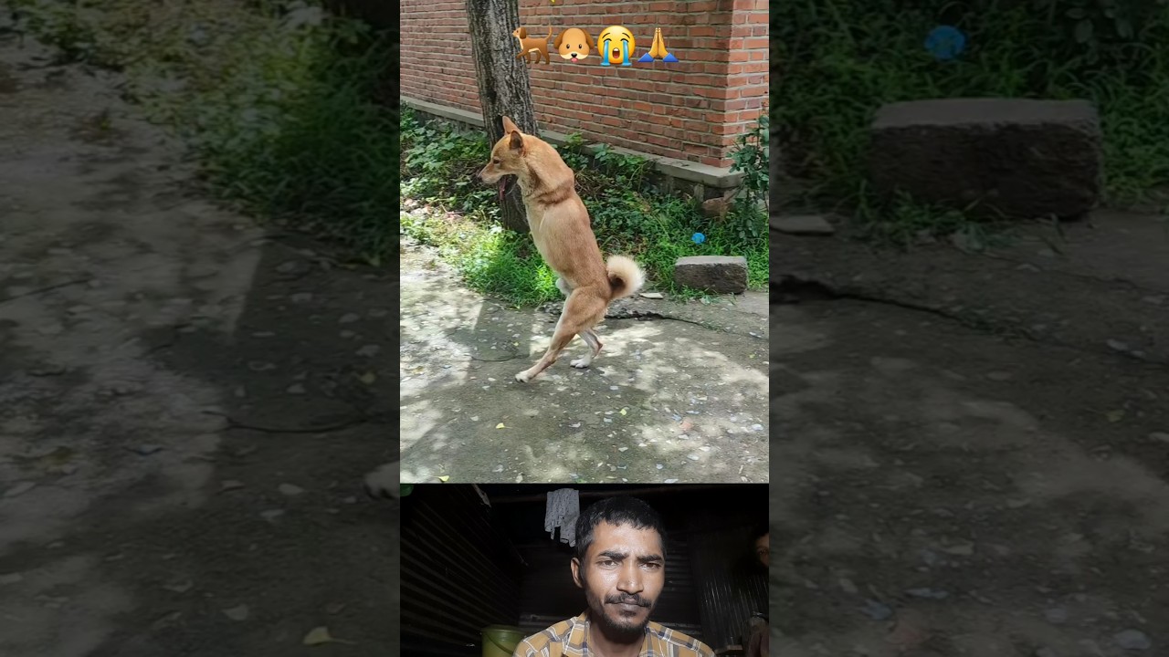 The dog can't walk well, it's so painful. 🐕🐶😭😭🙏 