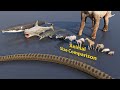 Animal size comparison  3d animation