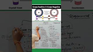Gram Positive & Gram Negative Bacteria 🔥