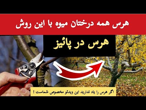 با این روش همه درختان میوه را هرس کن و بیشترین میوه را بگیر باغبانی با قربان آزاد  