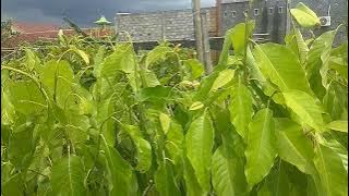 TANAMAN BUNGA KANTIL PUTIH 1,5 METER SIAP BERBUNGA