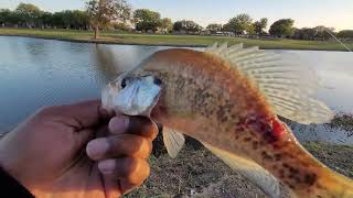 Post storm fishing in Coppell Texas. Fishing a golf course with permission from Manager!