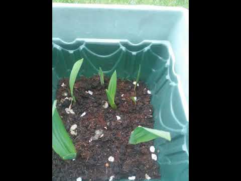 Video: We Grow Gladioli. Part 2