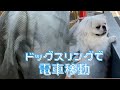 EN) ドッグスリングで電車移動！ Using the dog sling on the train! エルバ Erva #pekingese #ペキニーズ #erva #エルバ