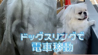 EN) ドッグスリングで電車移動！ Using the dog sling on the train! エルバ Erva #pekingese #ペキニーズ #erva #エルバ