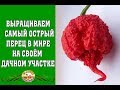 Выращиваем самый острый перец в мире на своём участке