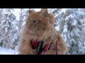 Meet jesper  the skiing cat