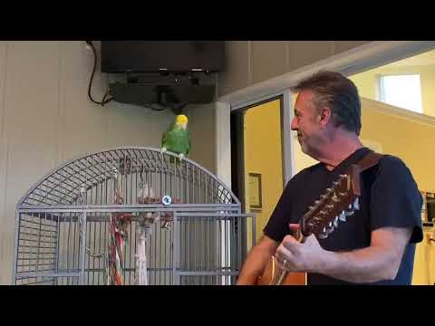 Video: Der Papagei Singt 