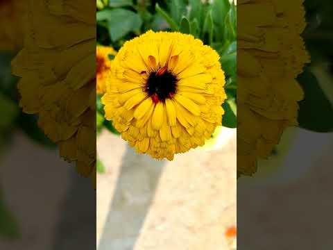 The Beauty Of Calendula Sangeshayan 