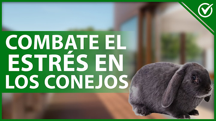 🐰 ¿Cómo se presenta el ESTRÉS en los CONEJOS y cómo combatirlo? 😣🐰