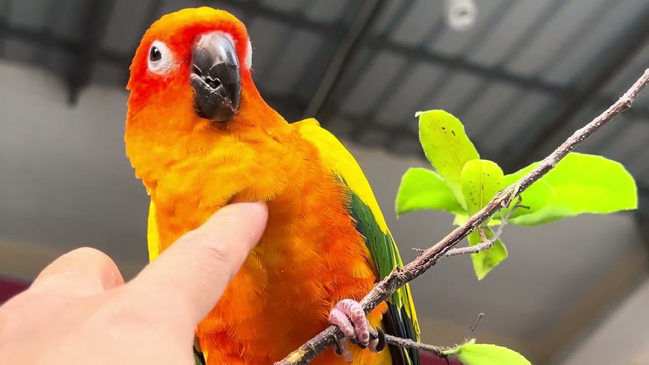Sun Conure Sound | Julie so lovely 