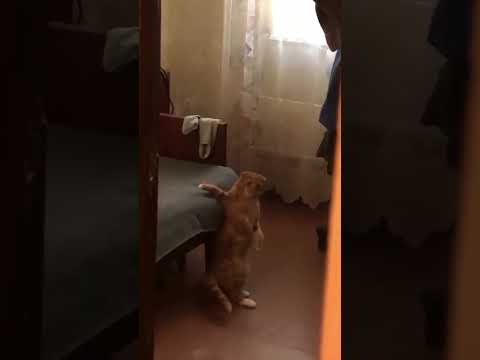 Landing: 10/10. Style: questionable