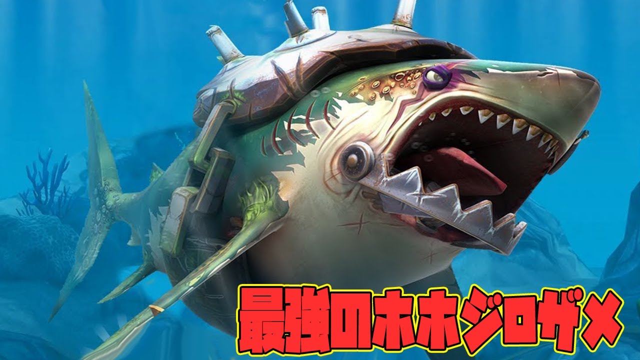 ホホジロザメの最上級ベテランホホジロザメが色んな意味でヤバかった ホホジロザメの最上級ベテランホホジロザメが色んな意味でヤバかった