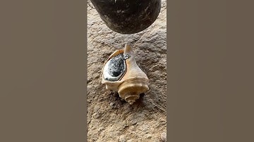 Turn Scrap Aluminum Into a Snail Shell in 60 Seconds 🐌🔥 #shorts #viralvideo #reels #restoration