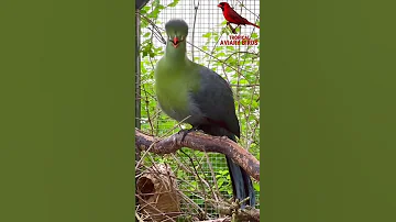White-Cheeked Turaco | Bird Song | Aviary Birds