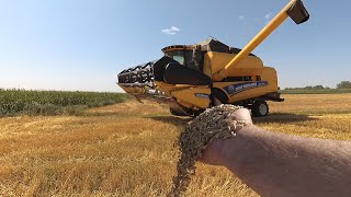 Жнивуємо з донькою, комбайн New Holland, Т-40АМ, який урожай у 2021 році