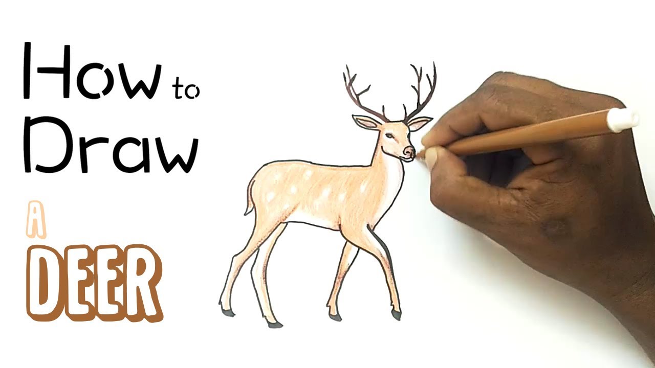 How to Draw a Deer - YouTube