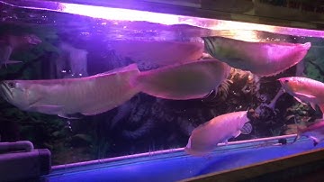 Cá lớn nuốt cá bé