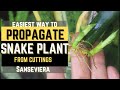 How to propagate sansevieria snake plant from cuttings  inoh