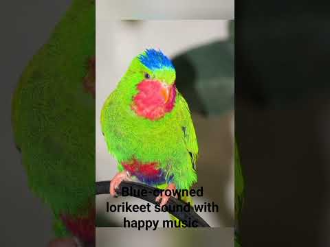 Blue-crowned Lorikeet / Vini australis sound with bright music #birdsong #parrot