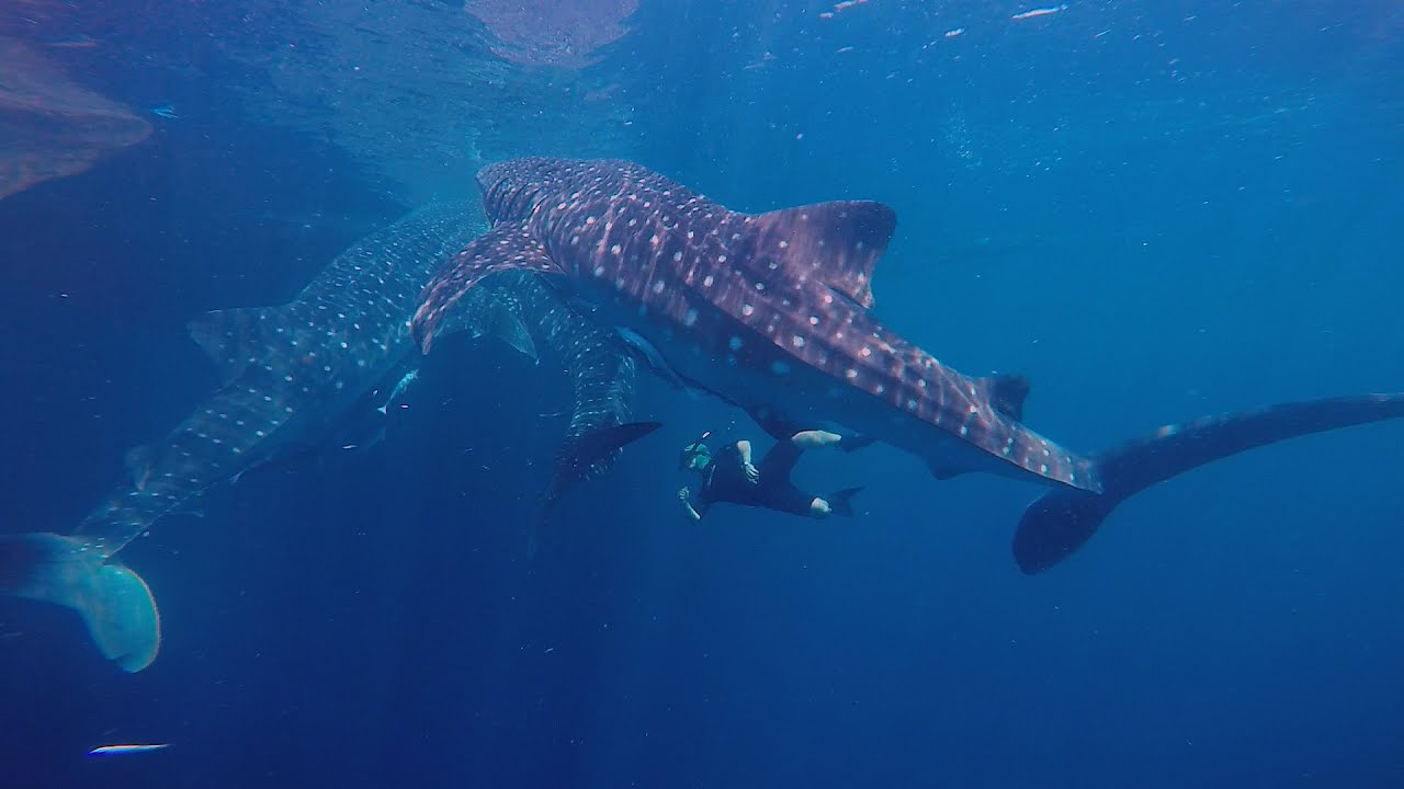 Whale Shark Diving part 2 of 3 (Nov 2015) - YouTube