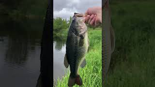 Big Bertha at the Golf Course Pond! #shorts #fyp #fishing #bass #golf #greatpnw #