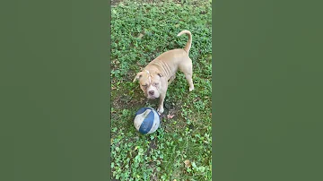 Bully Kick Ball 