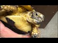 生き物ダラダラトーク144 コウレプ御礼回