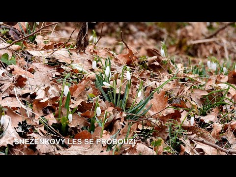 Video: Když kvetou sněženky, příroda se probouzí