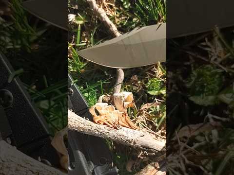 Great Outdoors Knife!