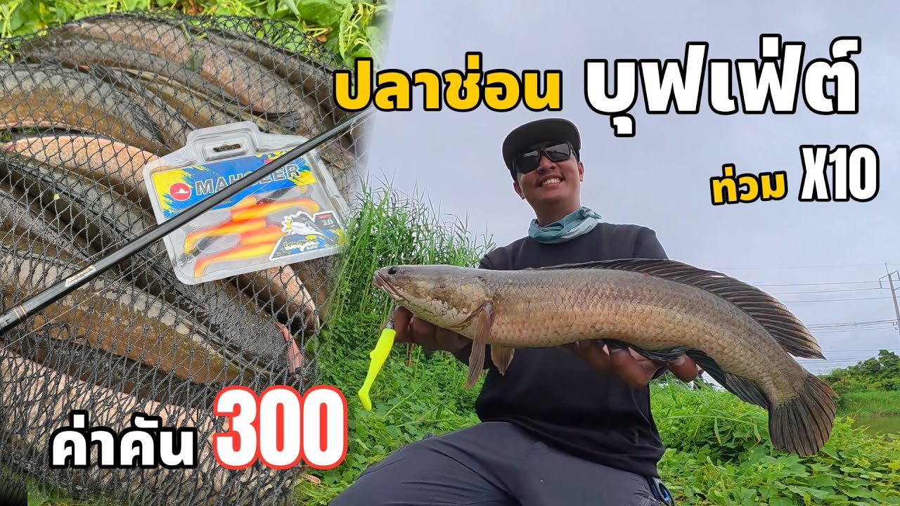 ช่อนบุฟเฟ่ค่าคัน 300 ตกด้วยวิธีปลายางหัวแบก โคตรมันส์ สุดๆ‼️