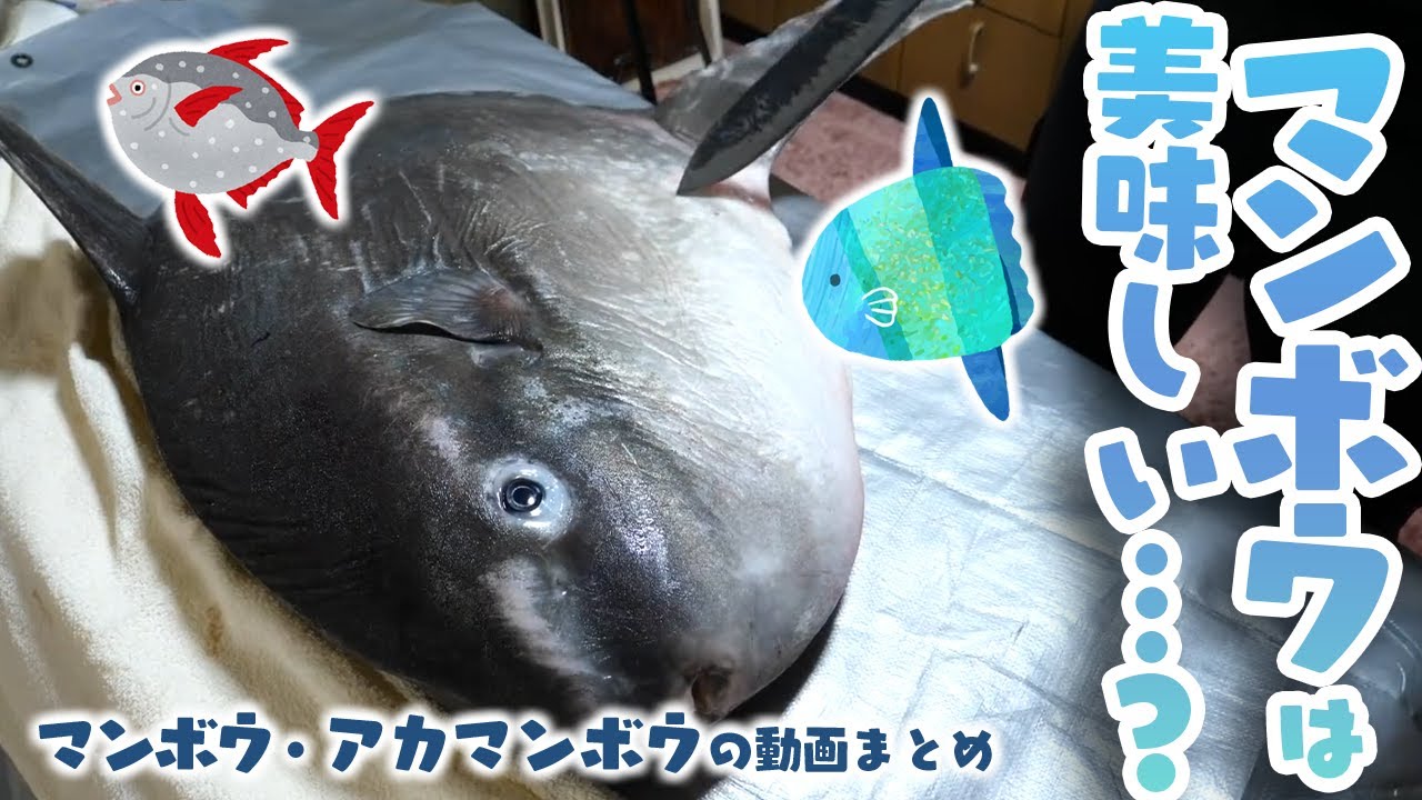 マンボウって美味しいの…！？シリーズまとめ - YouTube