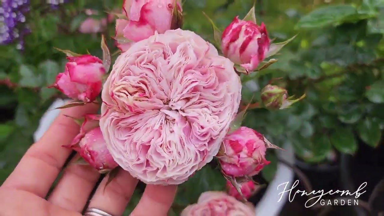 切り花品種バラ苗　Victorian Drea♡ Rose Victorian Dream Rose Plant|维多利亚梦想 – Rose_Explosion