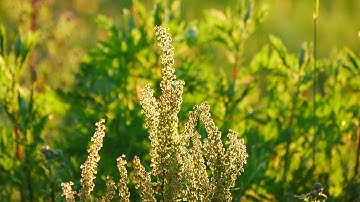 Panasonic Lumix GX80 Test footage