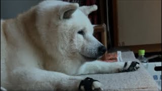 急遽、柴犬あいたん一人ぼっちのお留守番生配信。家族が帰ってくるまで。