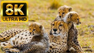 African Safari 8K • Wildlife Relaxation Film with Peaceful Relaxing Music and Animals Video Ultra HD