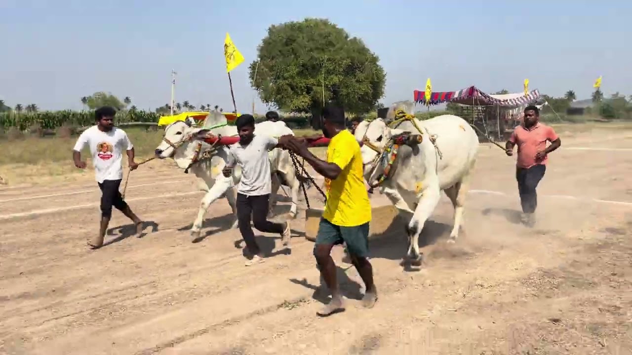 Beerambulls (Samba2.0 & jr. Dharma) got 1st place at kalva 6teeth race 2026 (3600fts)