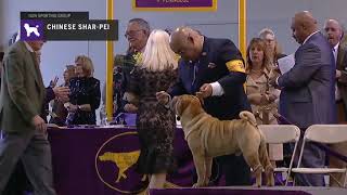 Chinese Shar Pei | Breed Judging 2019