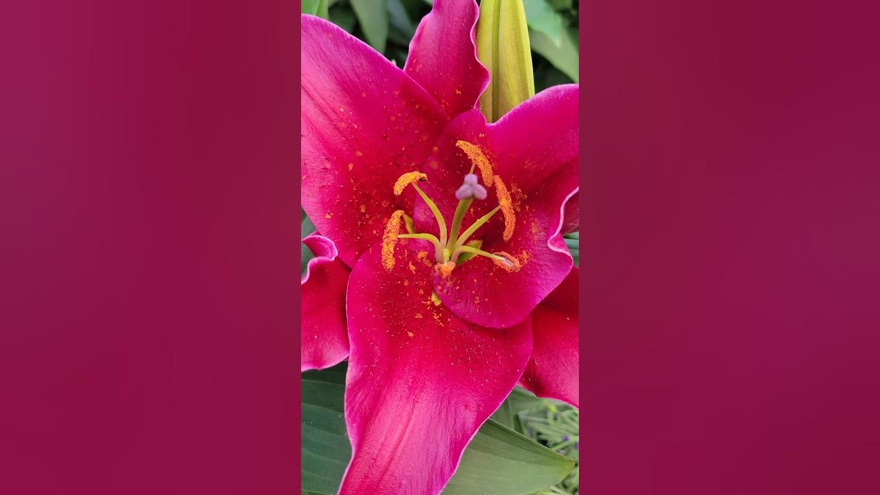 Oriental Lily || Lilium Sunny keys - YouTube