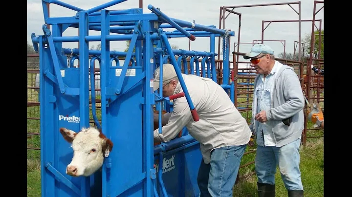 mauldin cattle drive 2017