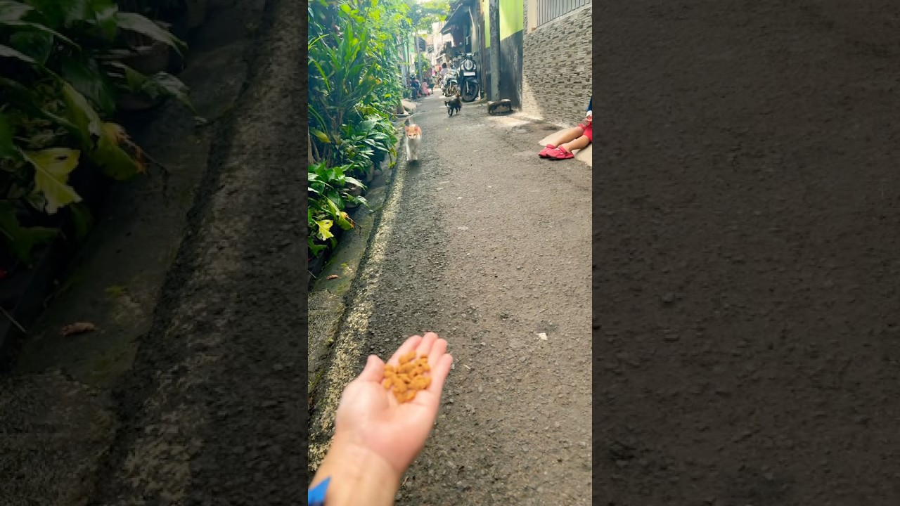 Милые моменты с корги 😍🤣 