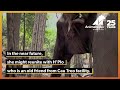 Animals Asia rescues another elephant as riding venue closes down!