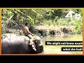 Animals Asia rescues another elephant as riding venue closes down!