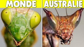 Pourquoi Laustralie Transforme Les Animaux Ordinaires En Monstres ?