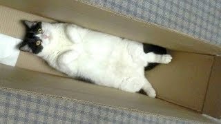 Warning: You will get STOMACH ACHE FROM LAUGHING SO HARD  Funny CAT compilation
