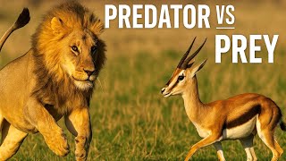 Predator vs Prey: The Eternal Battle for Survival | Wildlife Documentary | Friends of Nature