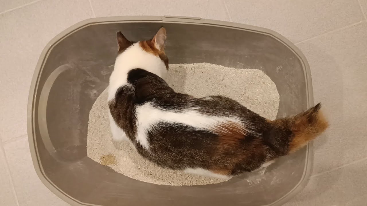 Iris in action 😻 - YouTube